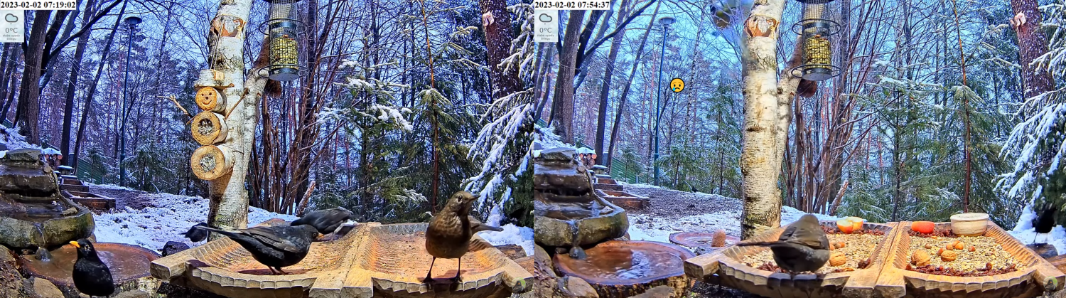 livebirdspoland_b5312f666f7fc4403061d2951203011c.png