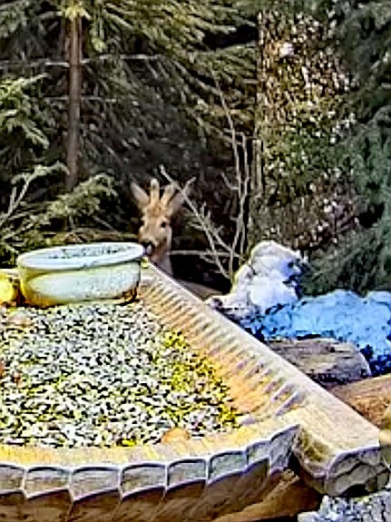 livebirdspoland_4221bc8c36f399fa956cda3f561e6794.jpg