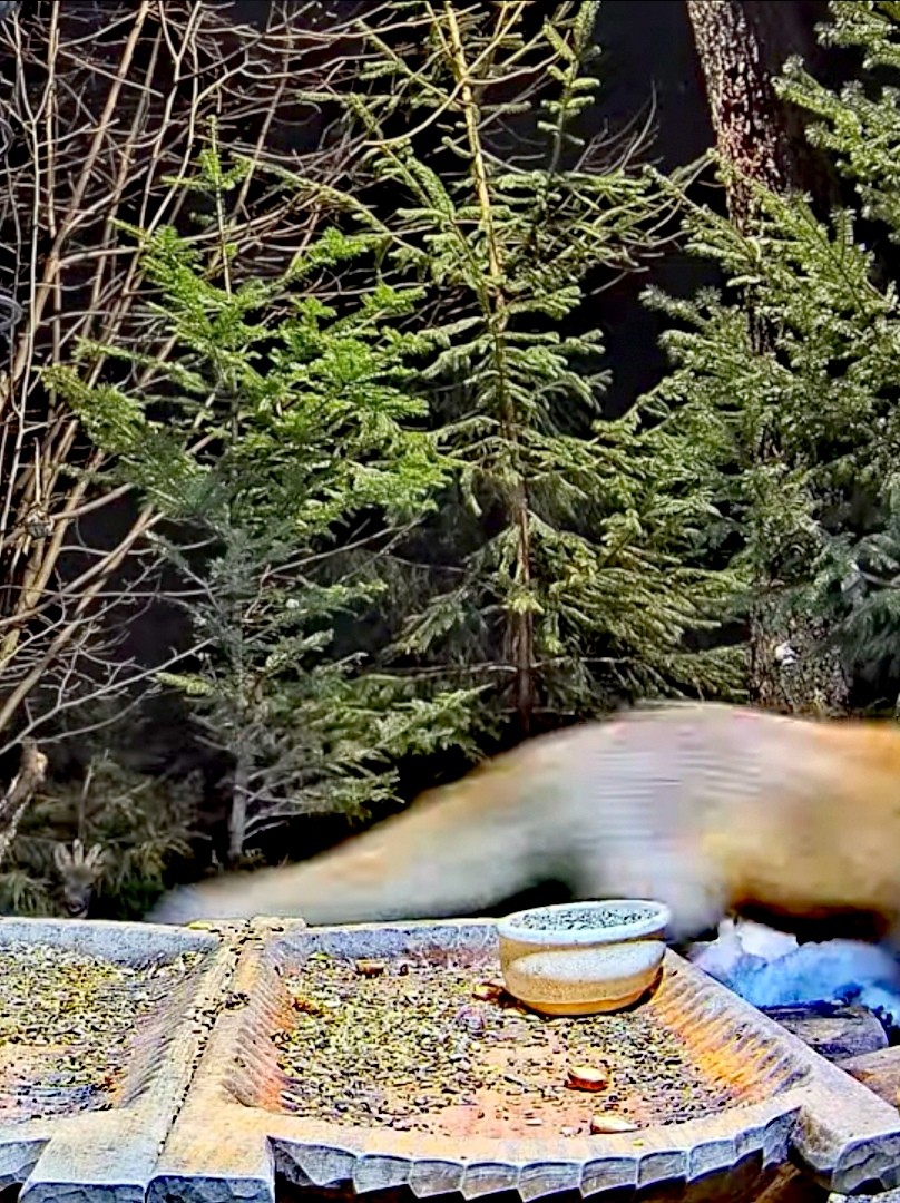 livebirdspoland_287c88fa66d922b3e67820c2581a7ea8.jpg