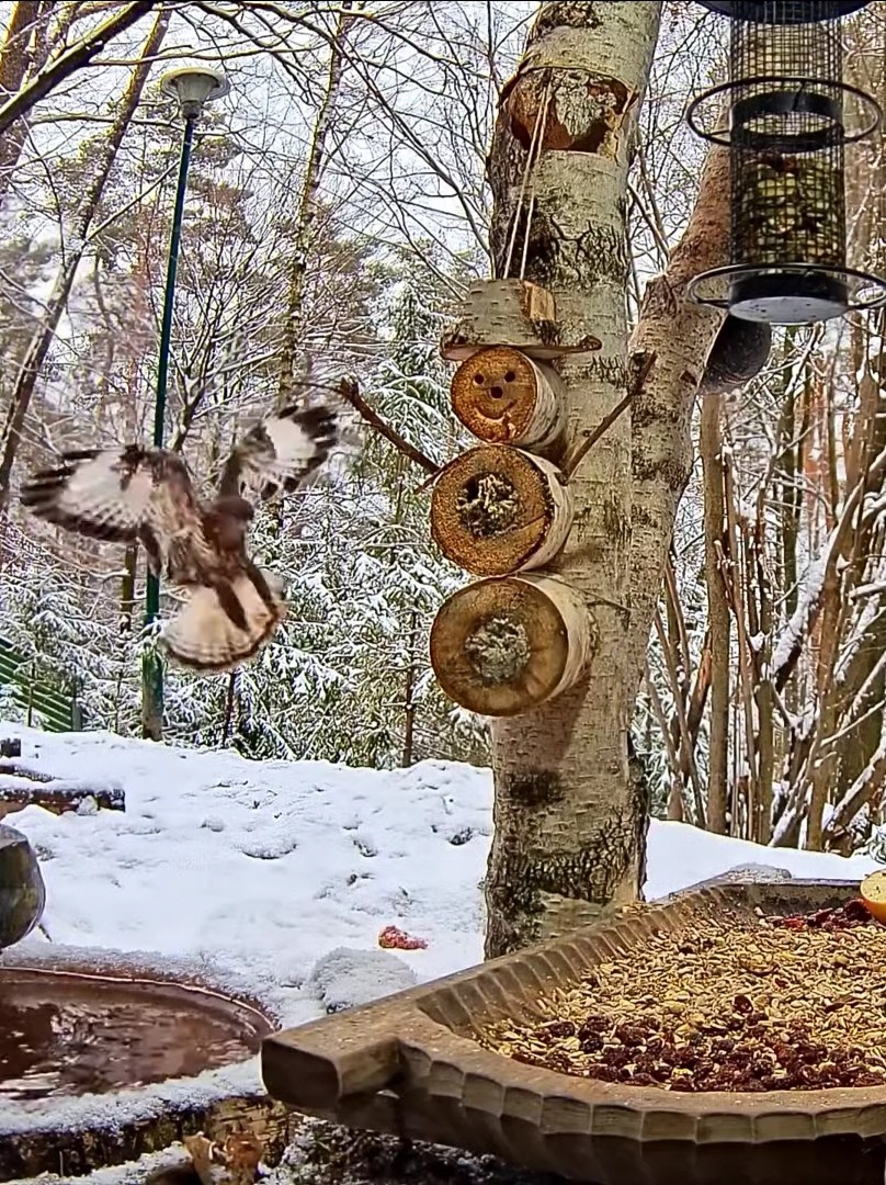 livebirdspoland_d15ca38b02443b594dee96a8892d5395.jpg