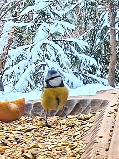 livebirdspoland_3685afedaee62c56d449f85394be8cfc.jpg