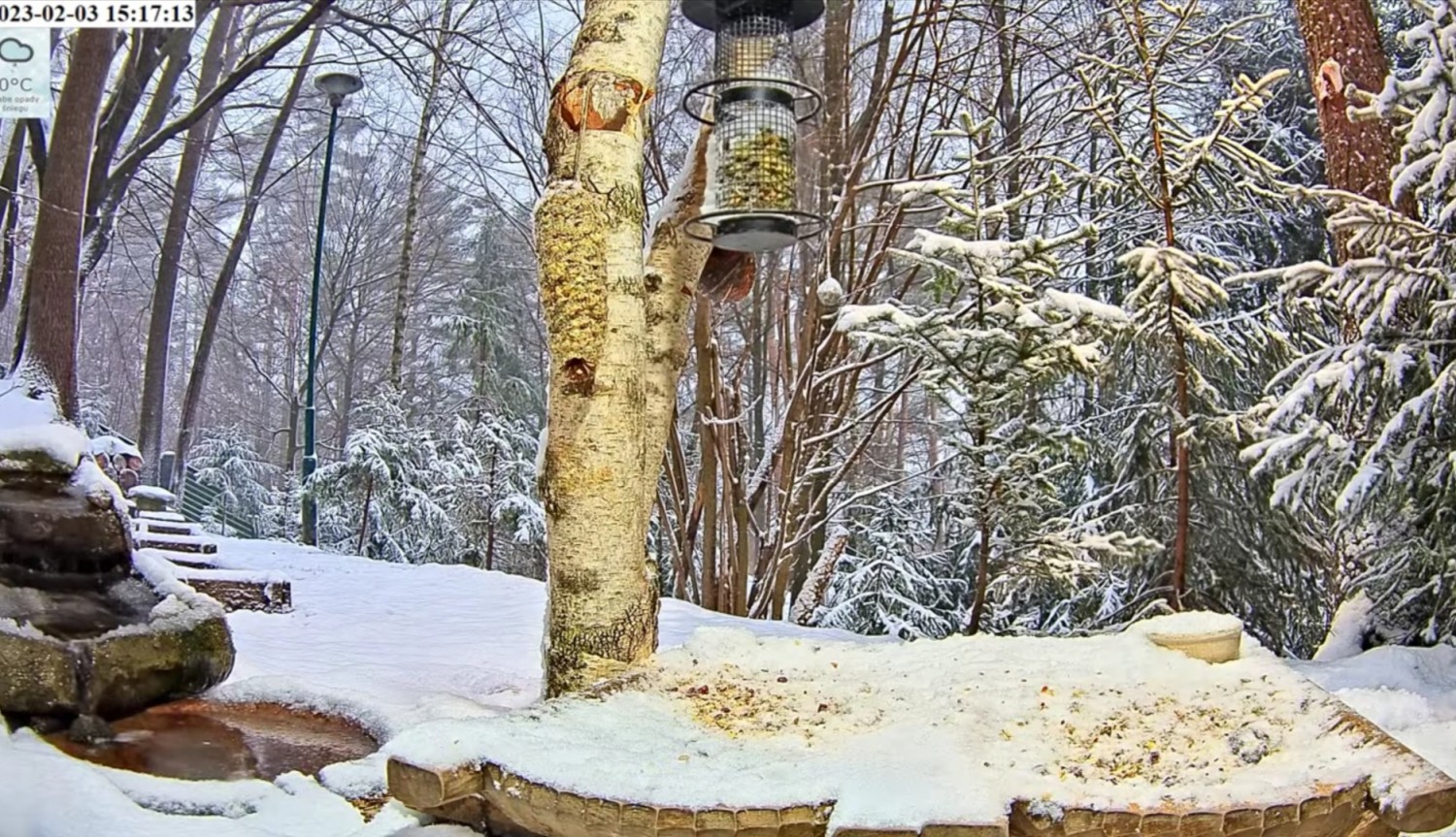 livebirdspoland_a6cc5cb0191928408bf5e012aaeece4b.jpg
