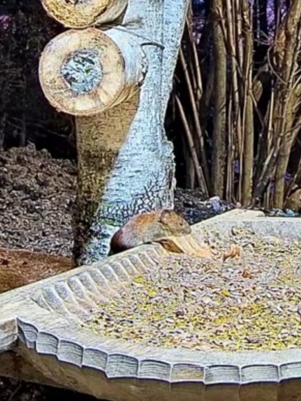 livebirdspoland_423a811dc9f2843f2967602dc2340f5b.jpg