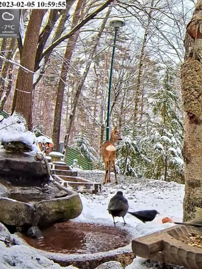 livebirdspoland_2ed3fc813afccdda6bfd60546bab8119.jpg