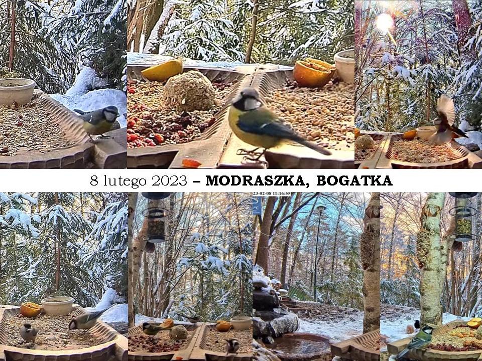 livebirdspoland_39c3f7950c0ca49924487b99b7bec594.jpg