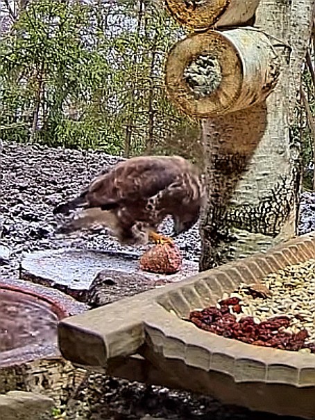 livebirdspoland_c9e7834ba48621d3740e5dfd2f7ec4f8.jpg