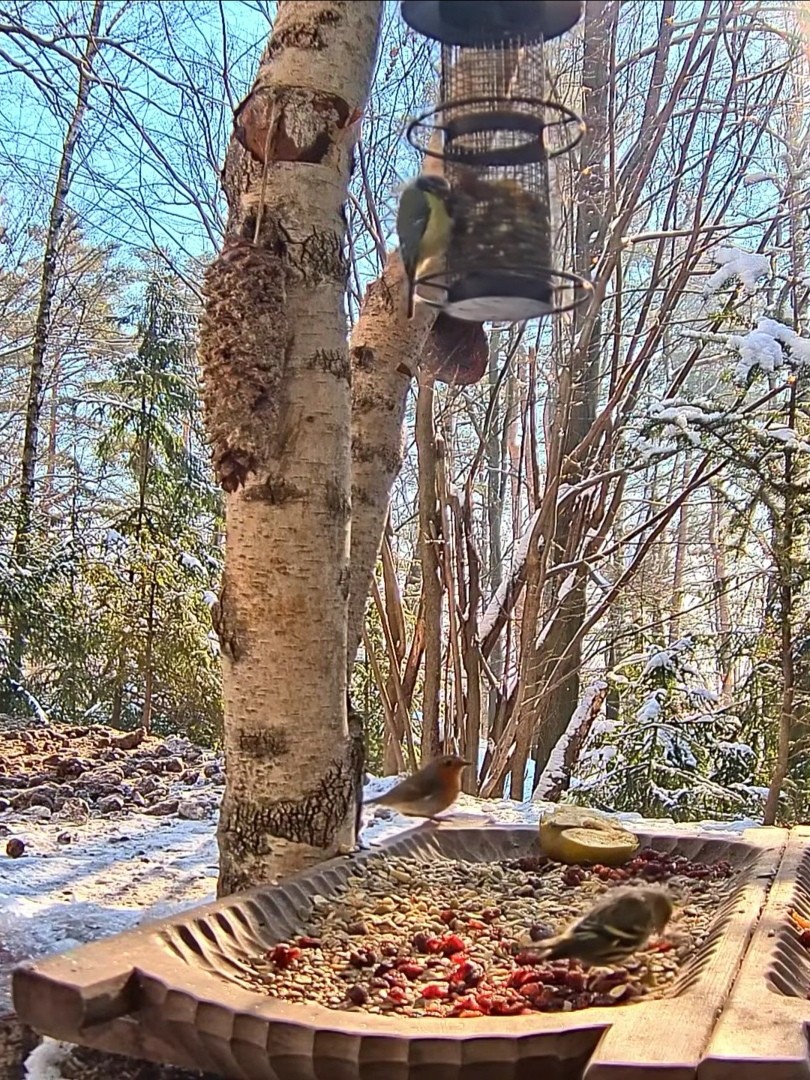 livebirdspoland_71af7b6bee9fa6359e4641bfc8200c13.jpg
