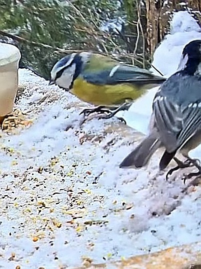 livebirdspoland_95c657ad87b75e6238ffbb2134448b22.jpg