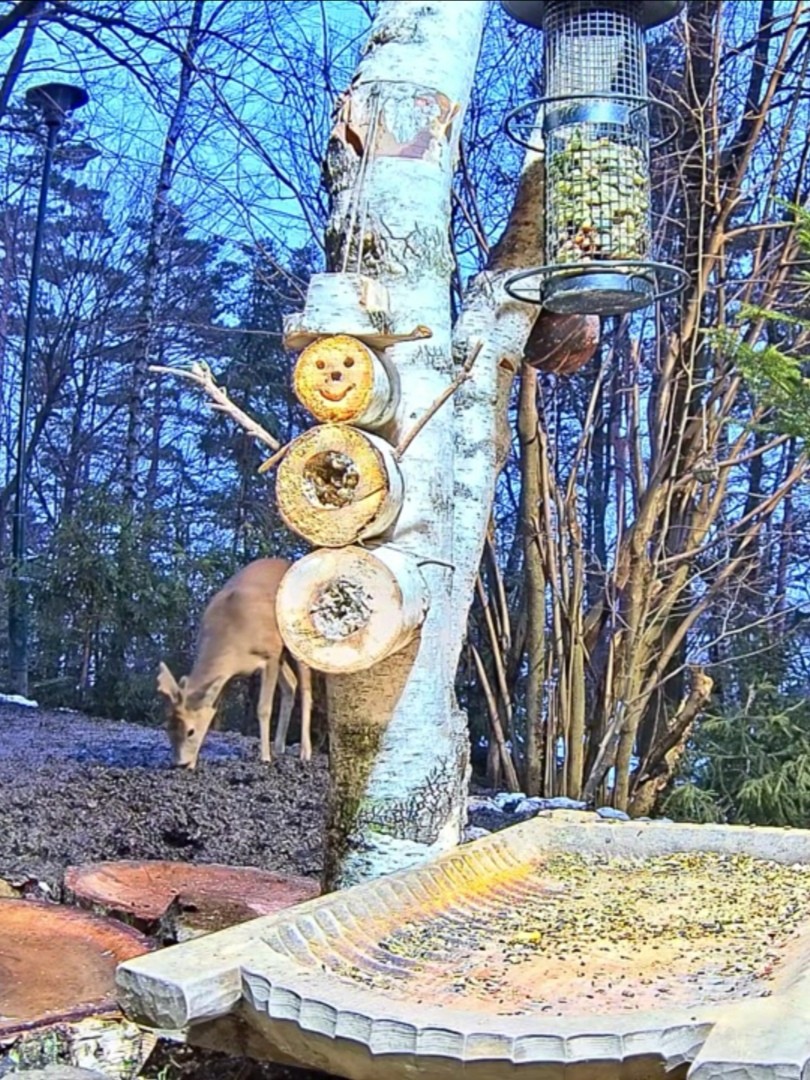 livebirdspoland_eeea6f8f61a680eaf33941904b8991ad.jpg