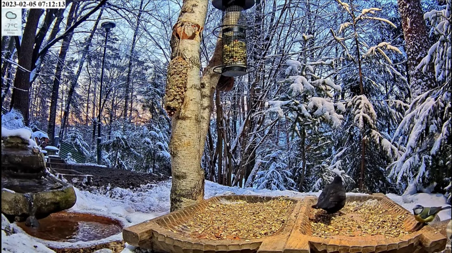 livebirdspoland_13de71e00462fbc5ea8da51c943ca6bd.jpg