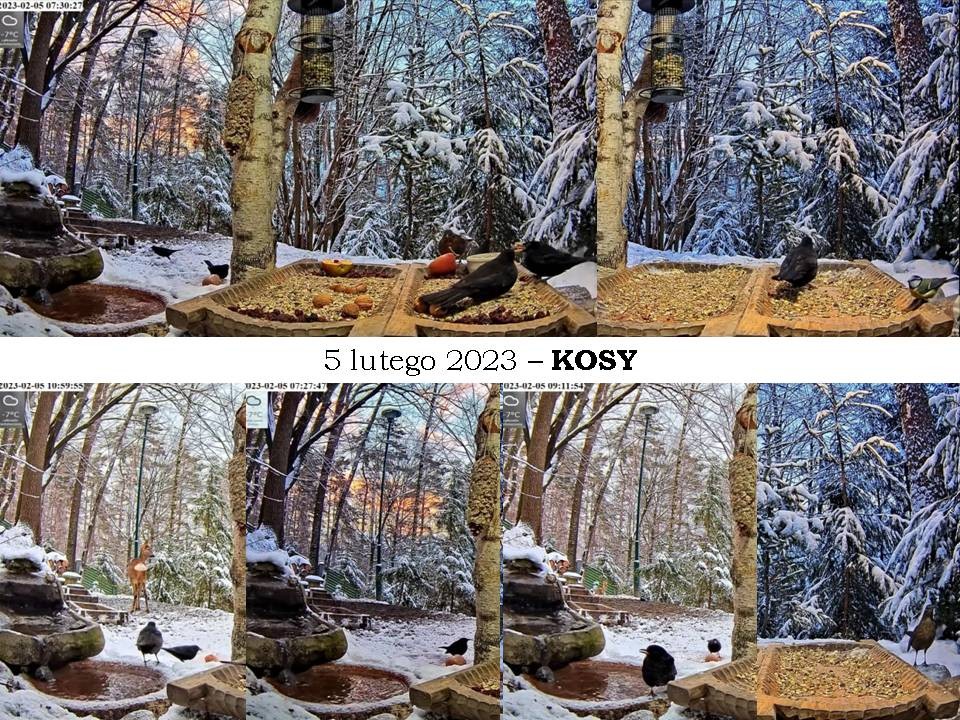 livebirdspoland_95411bd03716baa23d6a320380967f5f.jpg