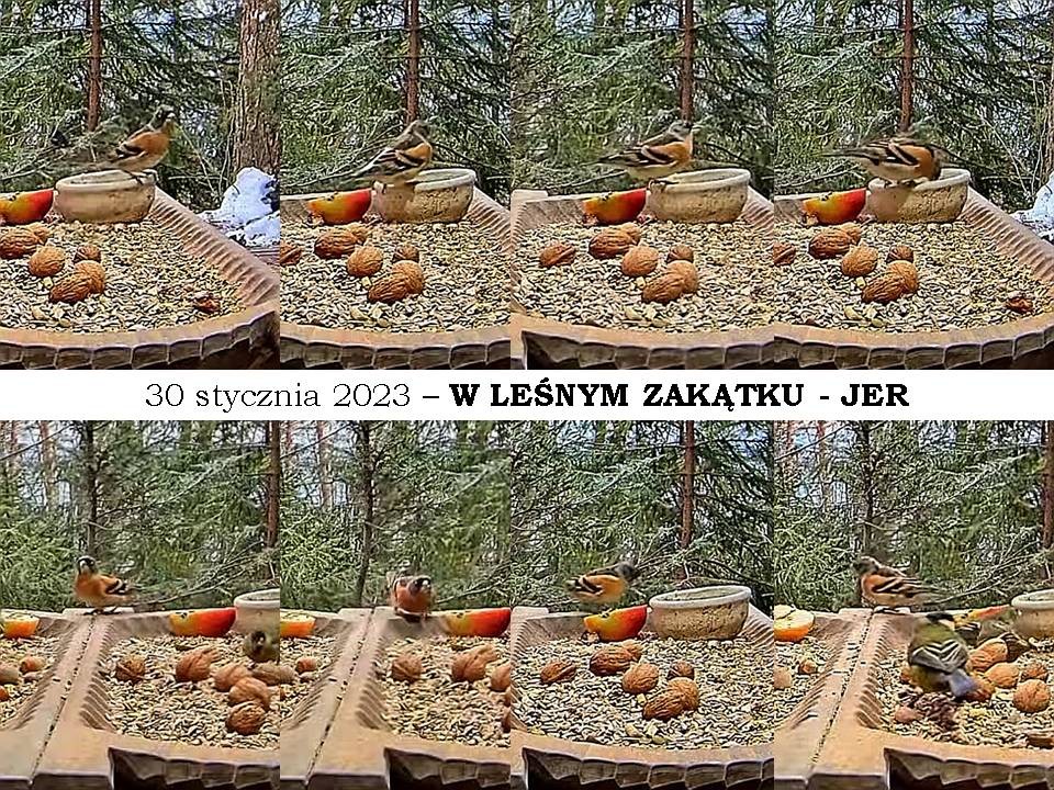 livebirdspoland_d2d8a9209196dcd59774b31e6648dbaa.jpg