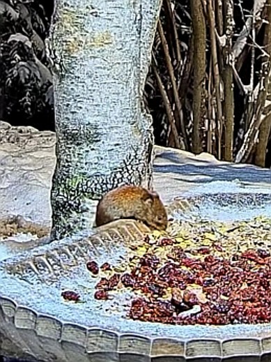 livebirdspoland_dd59aadb37388760c85ab0aa3dde0697.jpg