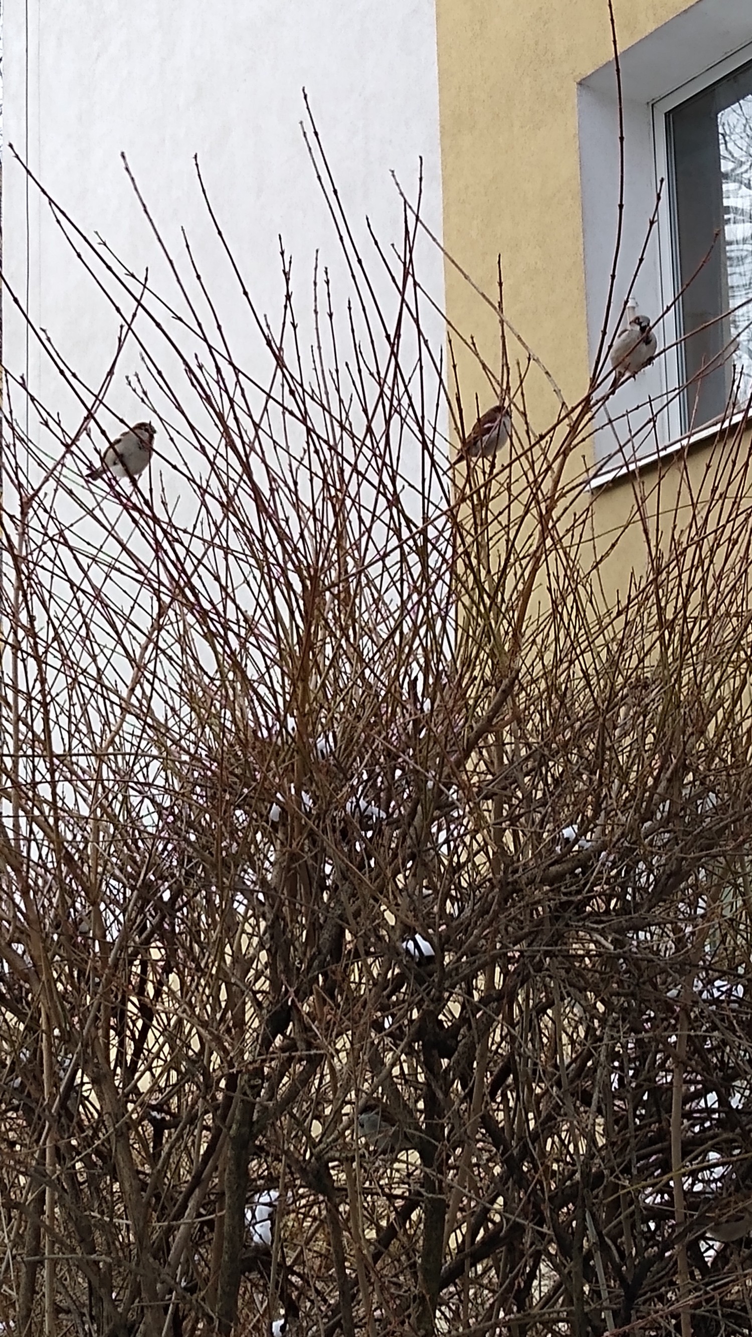 livebirdspoland_99c15d997b0375e0b3aa5e5a0382e5b8.jpg