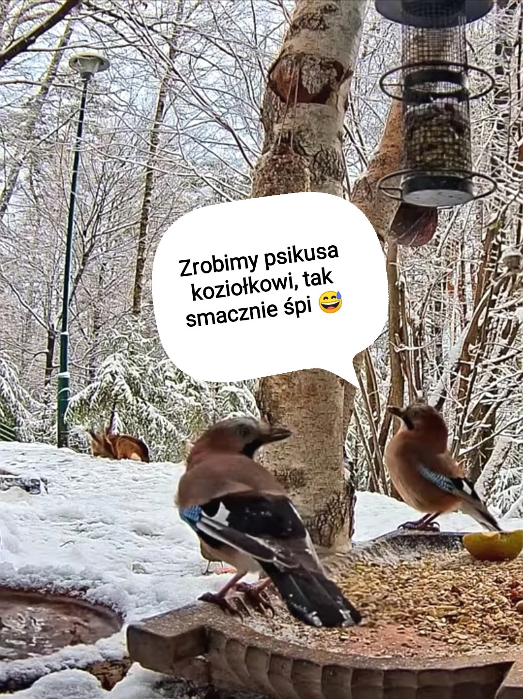 livebirdspoland_df6f4f46a05911ebf858fd780de6a017.jpg