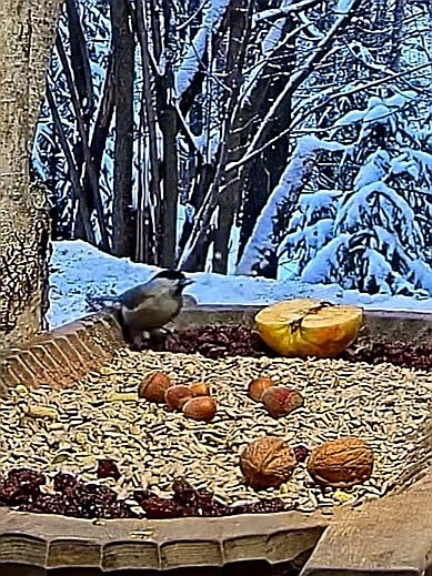 livebirdspoland_afe4d260030ad41ae460ea51e96ab94d.jpg