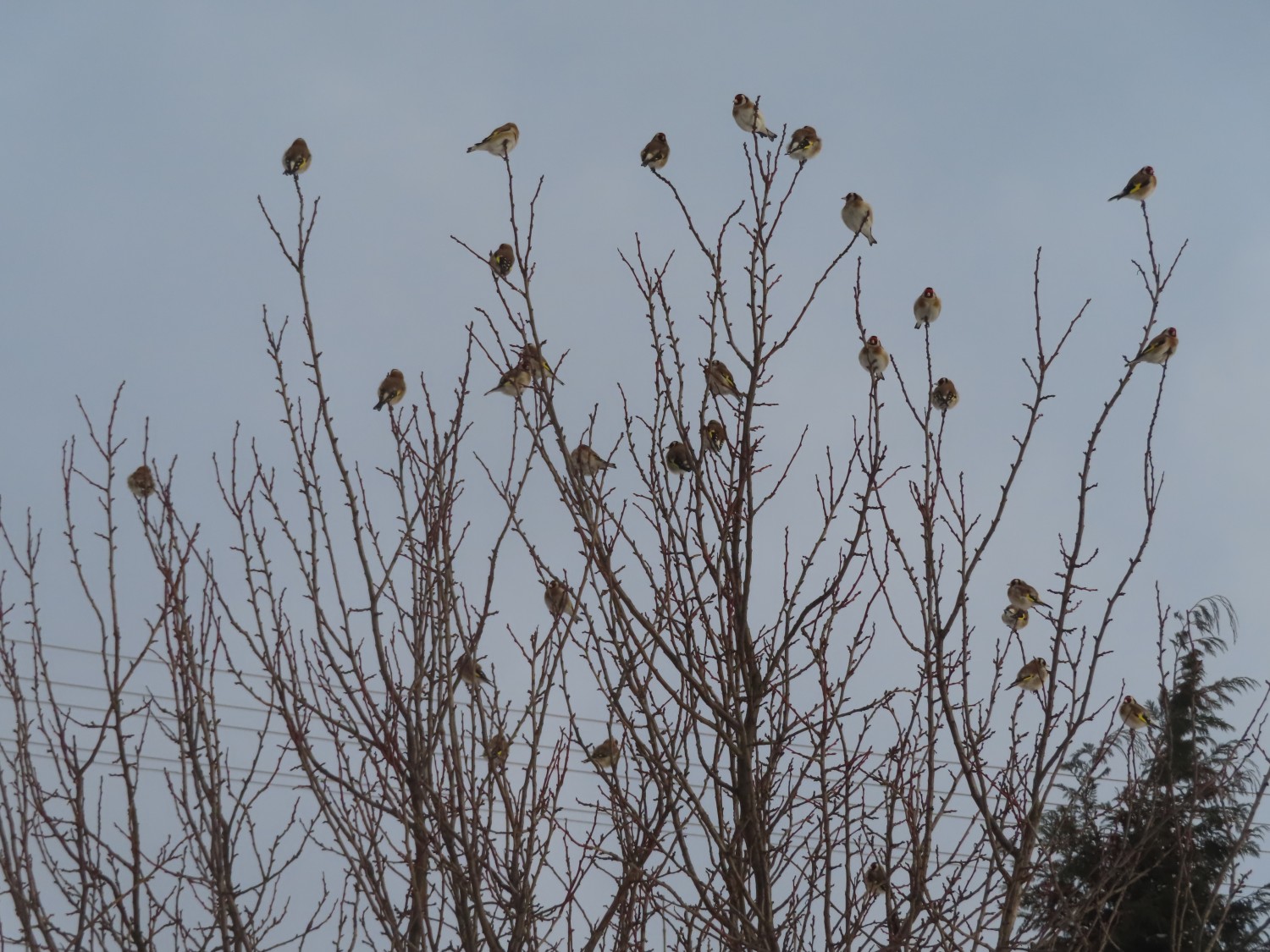 livebirdspoland_bdfa8a0d9753f5baf995f356a63029fd.jpg