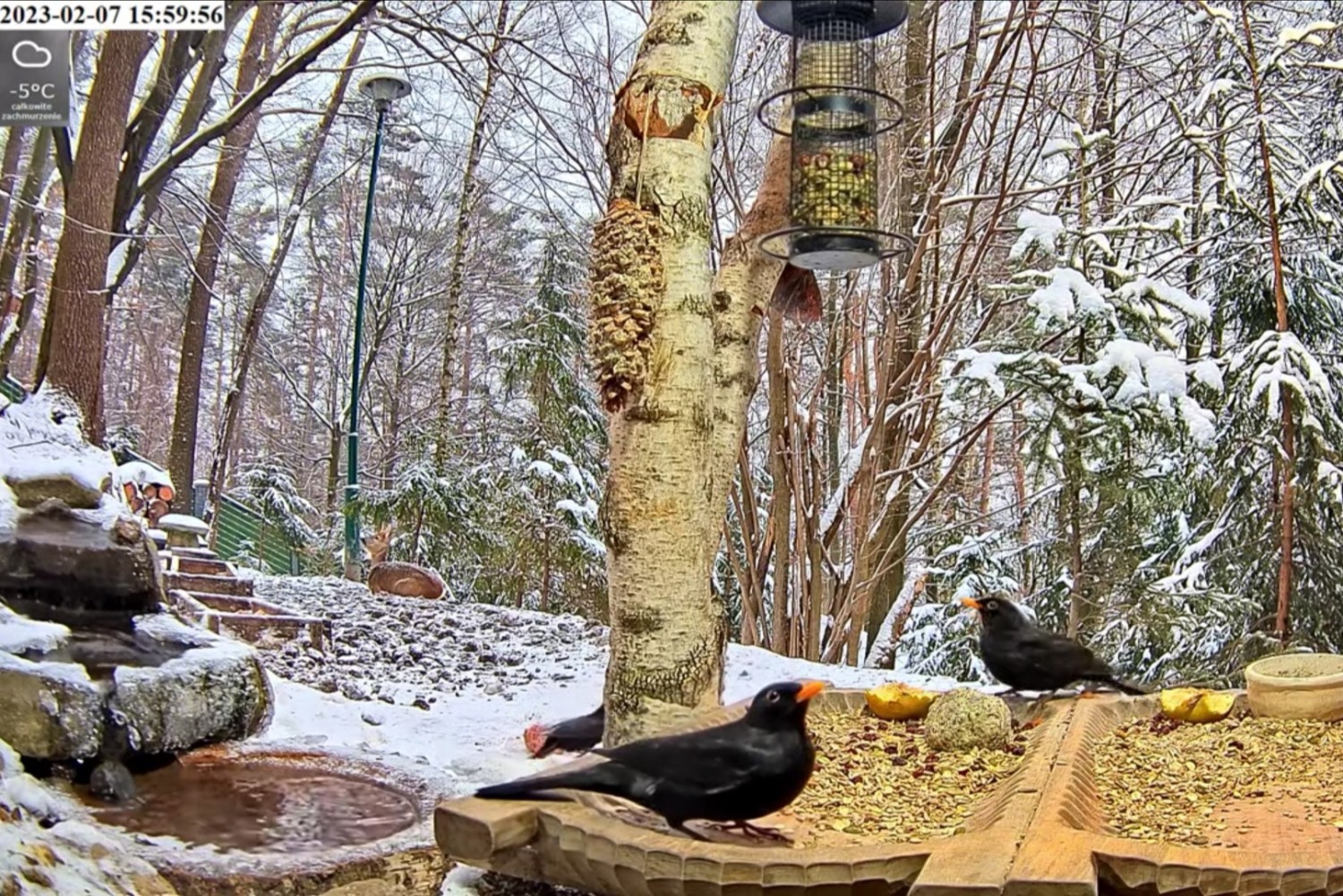 livebirdspoland_3e9a072df25f77bc5c401b09545d1785.jpg