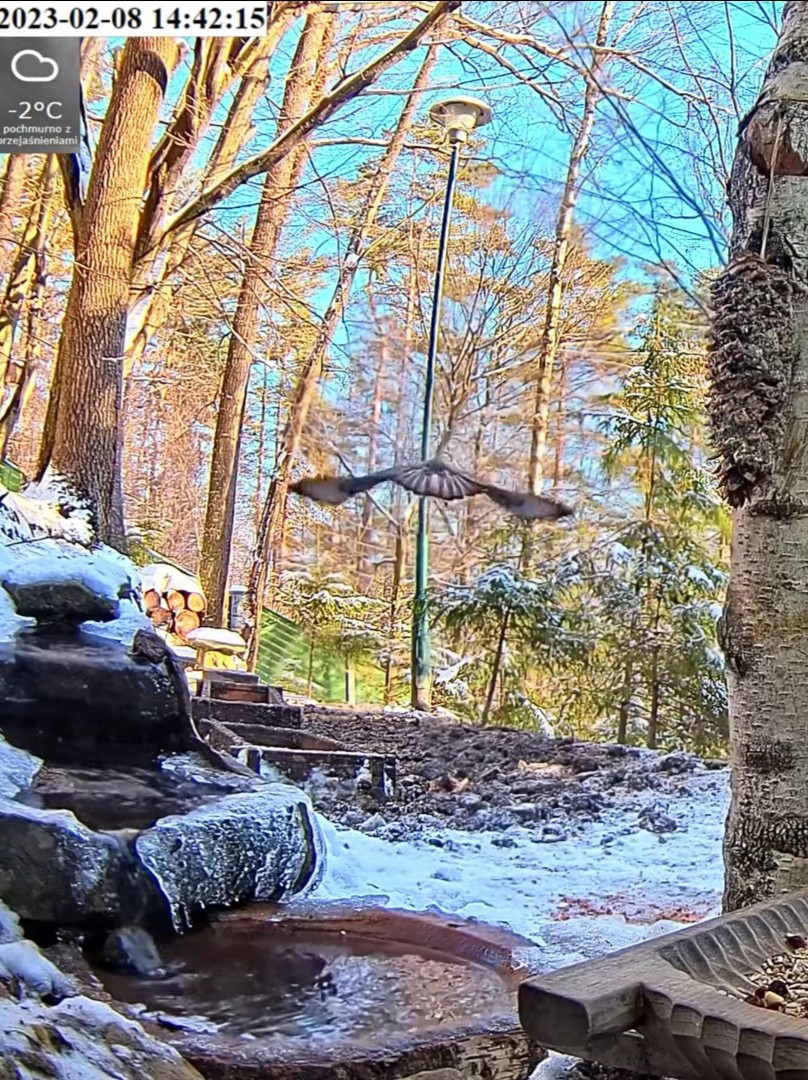 livebirdspoland_a7487d8412b34e0b4feadcac648a5dc3.jpg