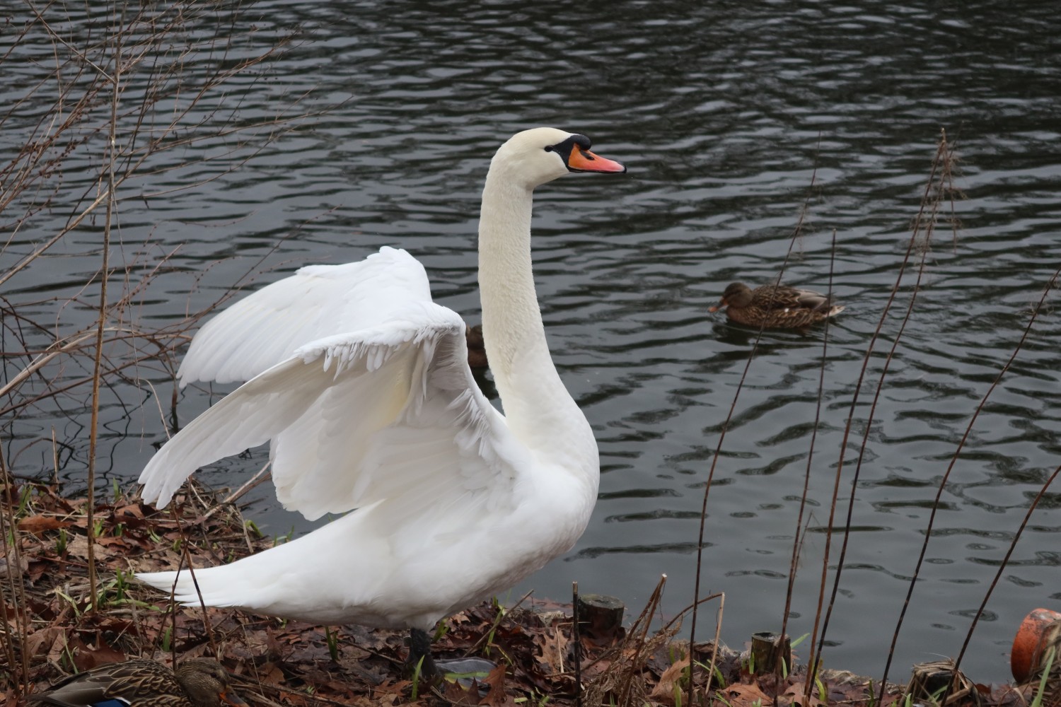 livebirdspoland_16aea9dcd94a5262aa6ddcb997cec26f.jpg
