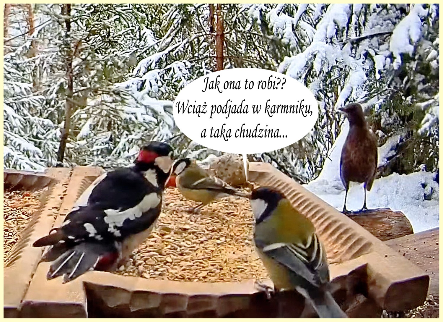 livebirdspoland_1f787c60ae9bff4fbe6a1ab623bde966.jpg