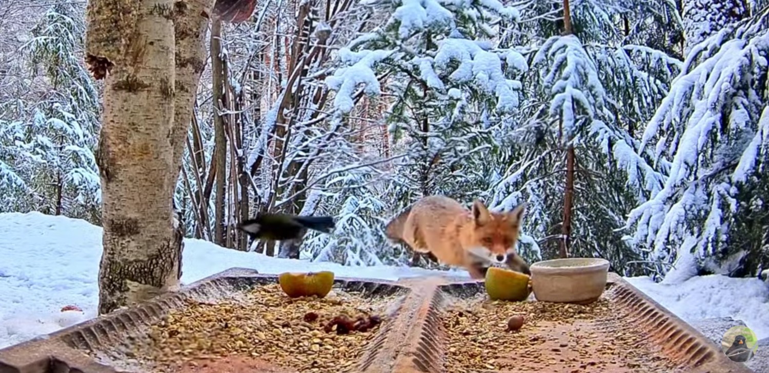 livebirdspoland_4040b14c58594b7c245c597da18f1d8e.jpg