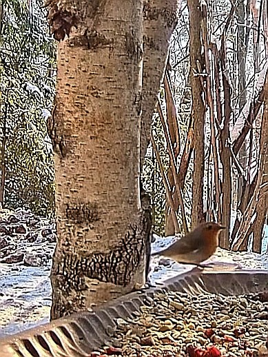 livebirdspoland_21b6bd74b27e0c81a430fee0c9d31a2e.jpg