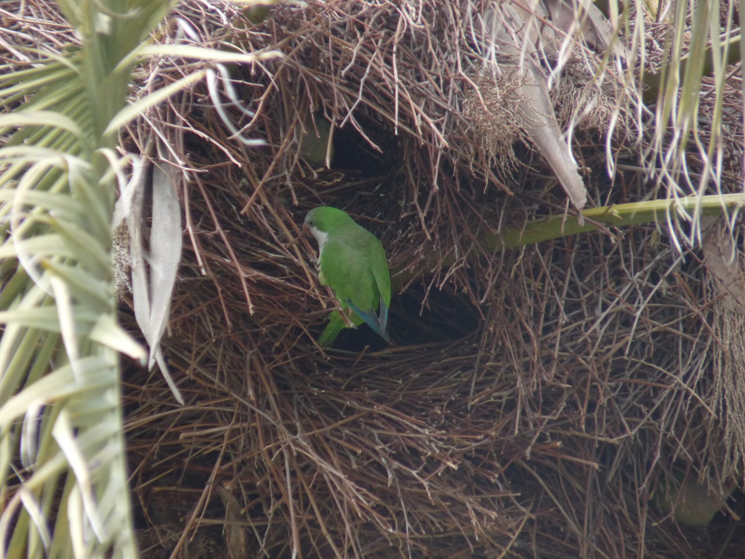 livebirdspoland_bba1d64327236628a09eac11b7d10514.jpg