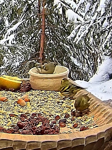 livebirdspoland_f2b048e5ae2c0ef2e08d5306eafa4fa1.jpg