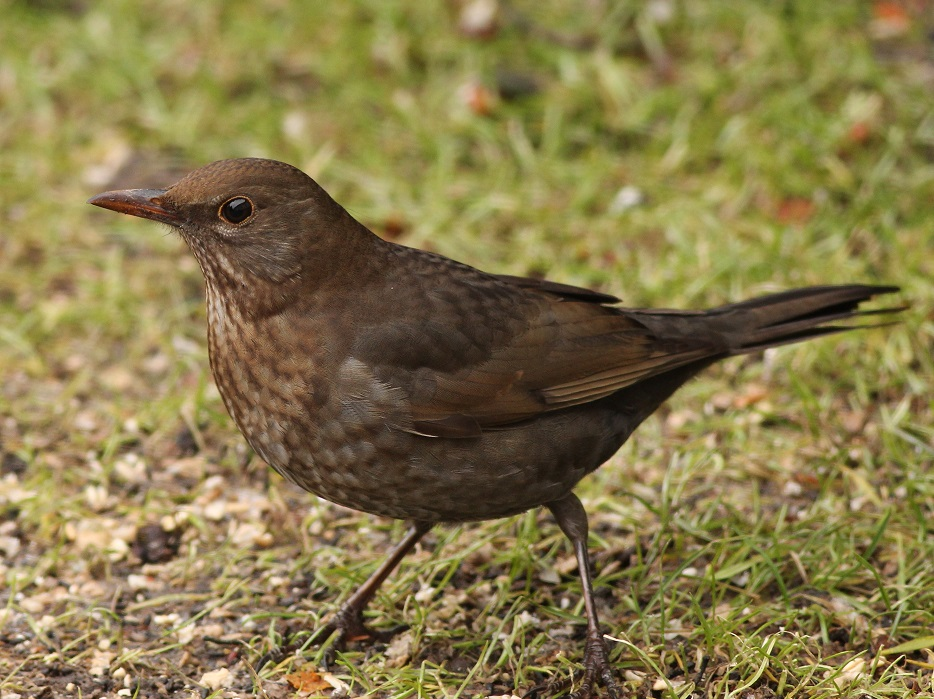 livebirdspoland_ee5578cb04a74e356a26596cd6dc1945.png