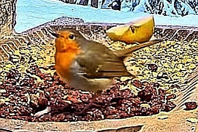livebirdspoland_e67072bf10dd75c88d1d49080049ddea.jpg