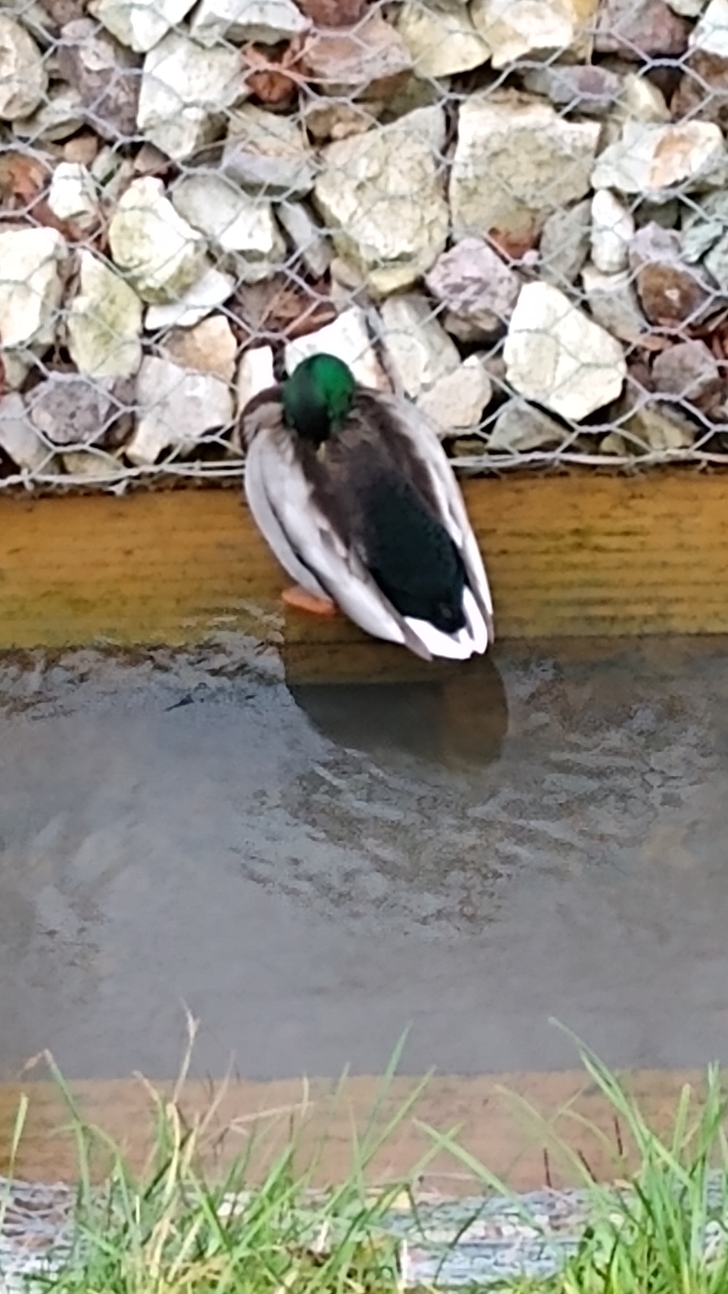 livebirdspoland_b757417c820a10c290464f440fab399b.jpg
