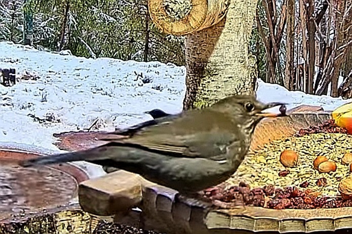 livebirdspoland_3ce97f0a2caa1a187697b3c2a08f5a49.jpg