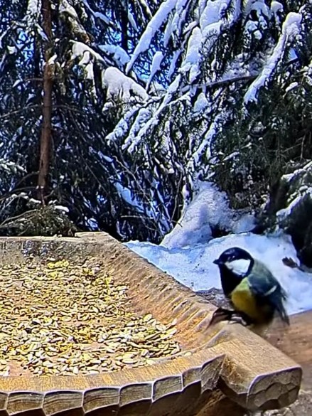 livebirdspoland_dfad71a4c2d1b90c03de3ca999115b91.jpg