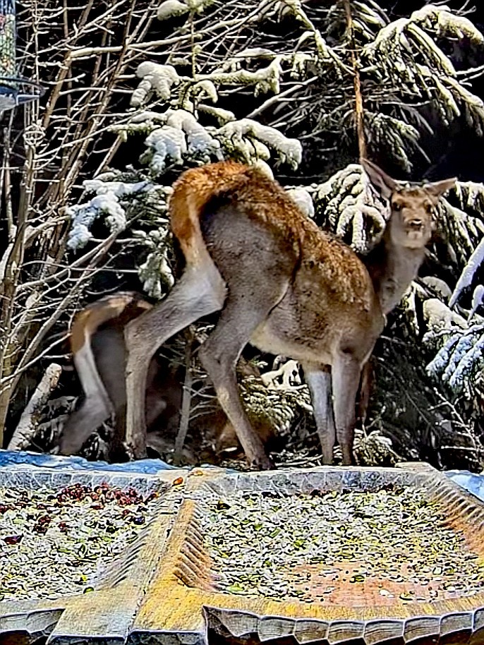 livebirdspoland_e891834102daea06ec7b0e8ae1b158c8.jpg