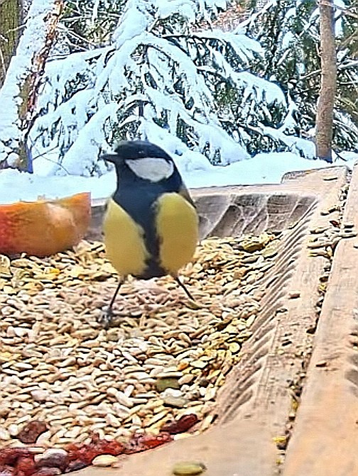 livebirdspoland_703776383b9e60dbc747f2bb8167041c.jpg
