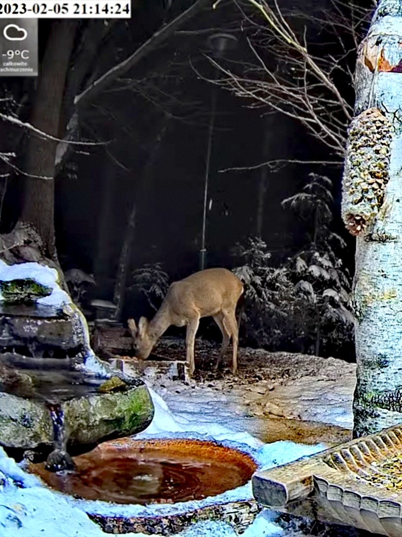 livebirdspoland_205096b7fd3e90b8aacf8a6f04ec2e69.jpg