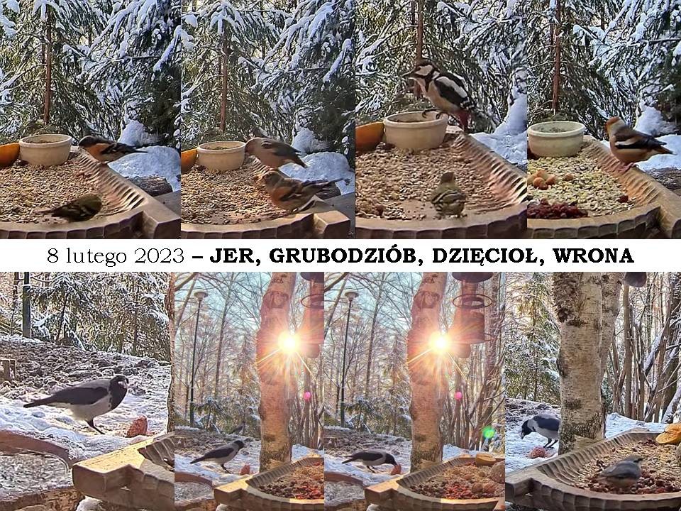 livebirdspoland_da94510c6d1bad6b40d72df1d0b09aef.jpg