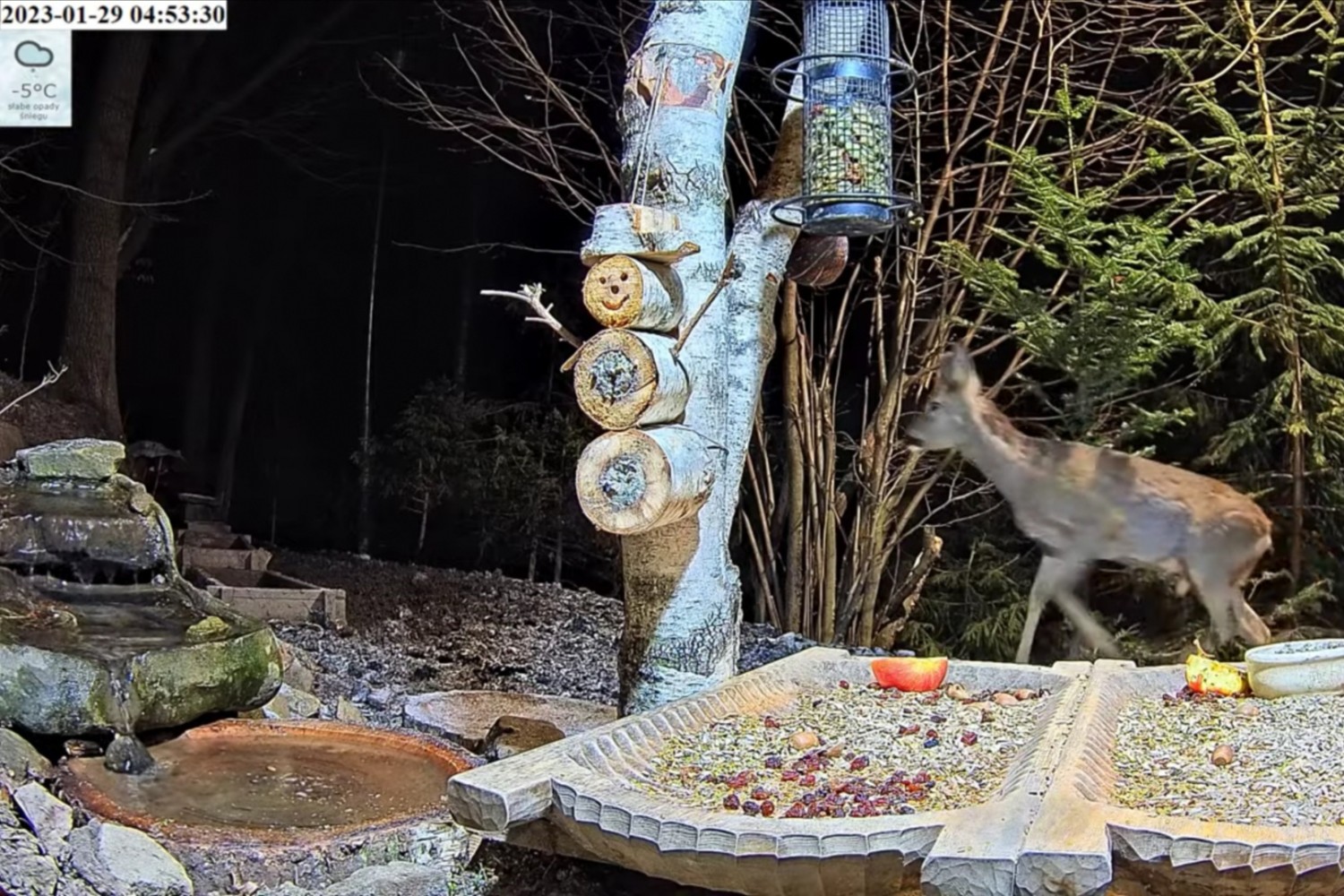 livebirdspoland_9d3a5a0106af78193fd0183387f3f264.jpg