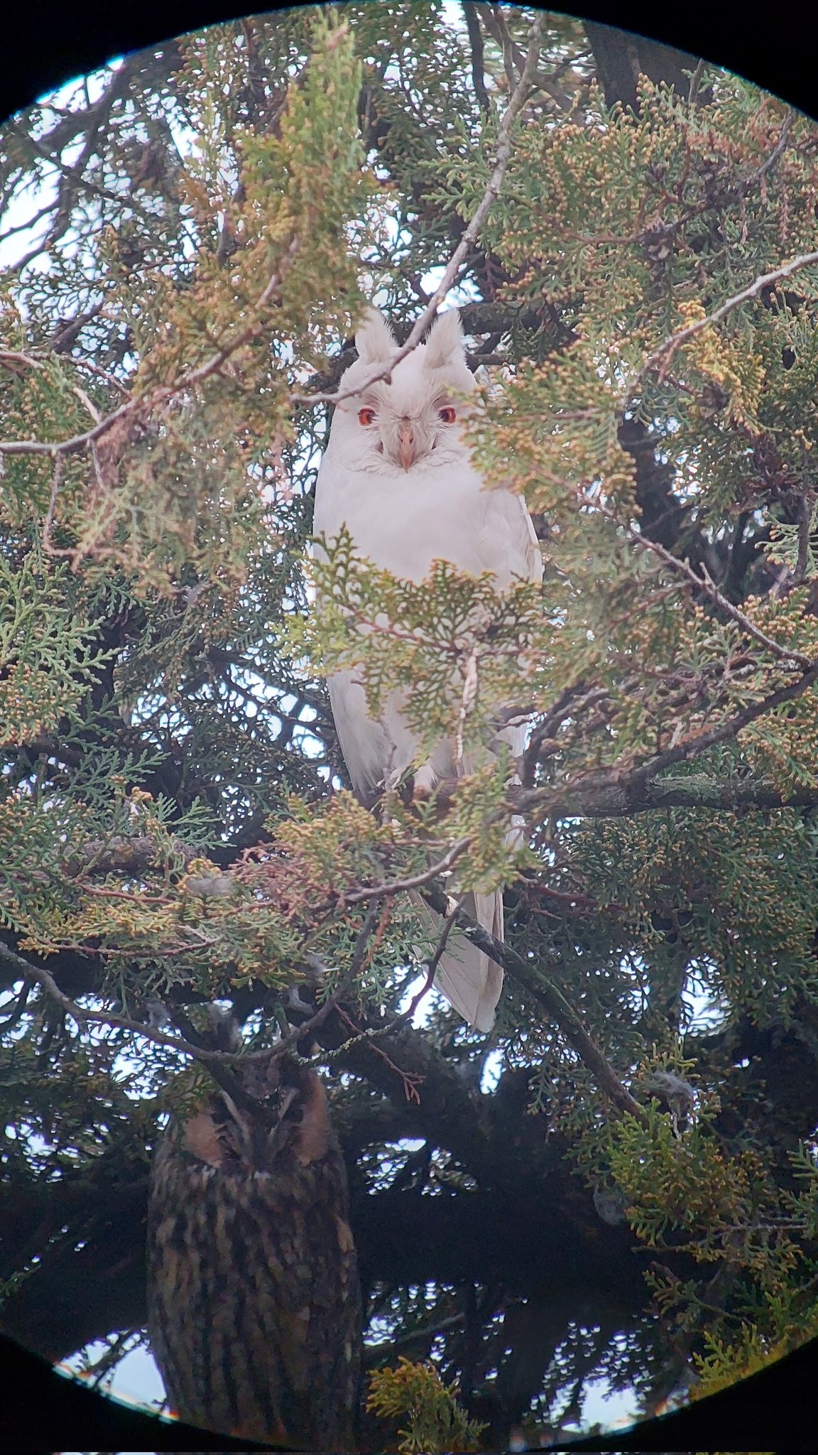 livebirdspoland_0b593ff310b3290fc95a69e45b57ff68.jpg