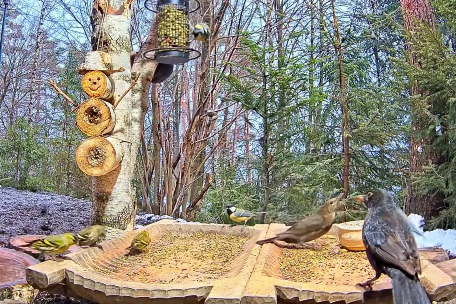 livebirdspoland_628e61e31c4d6d6162f9dd4b9bf3b703.jpg