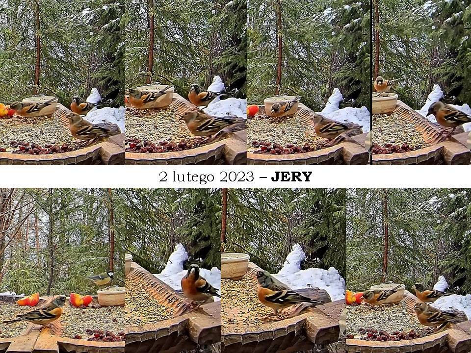 livebirdspoland_eb5ce812b54f92b04963fd372e255418.jpg