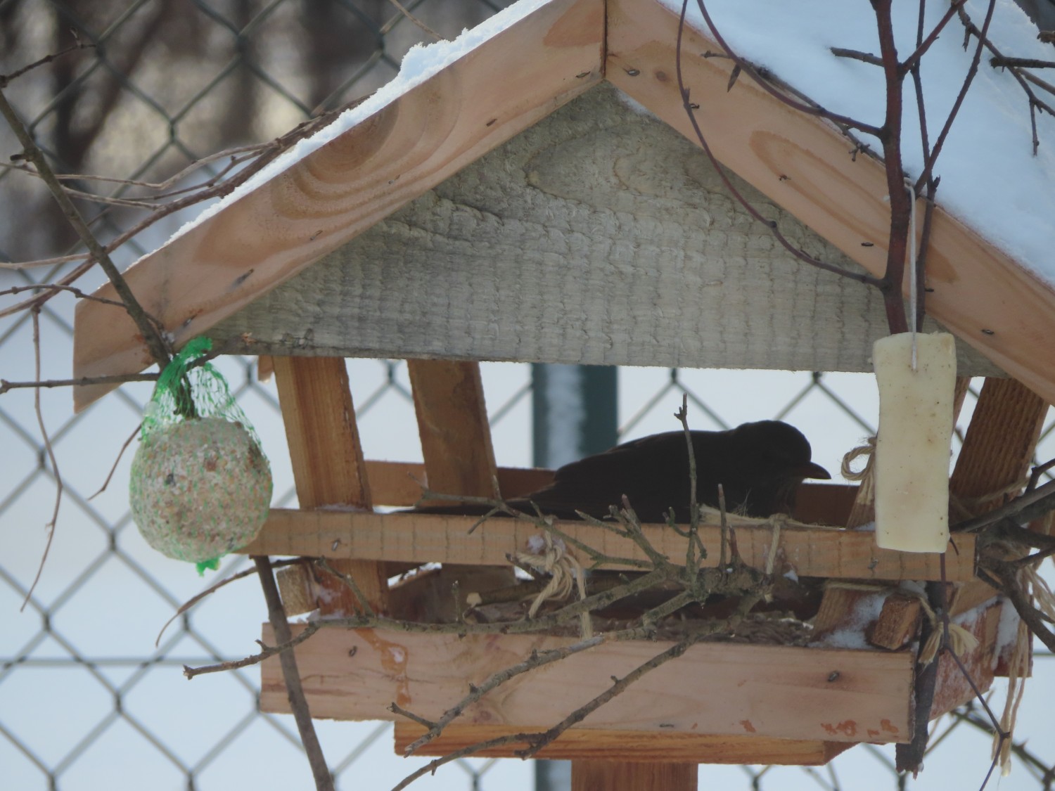 livebirdspoland_28735c193a516c6c75323ae5793e1dd8.jpg