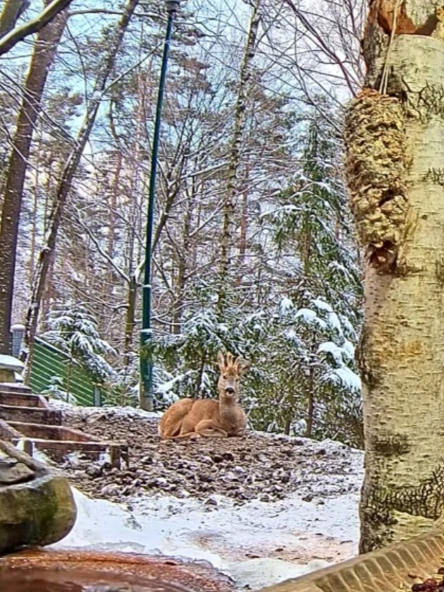 livebirdspoland_2ec7f5f16c6d288f4c5322b2b5768204.jpg