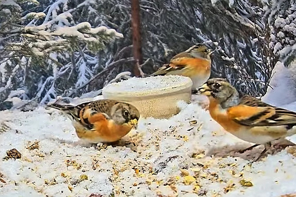 livebirdspoland_72388bab6b5b686348c294191760482c.jpg