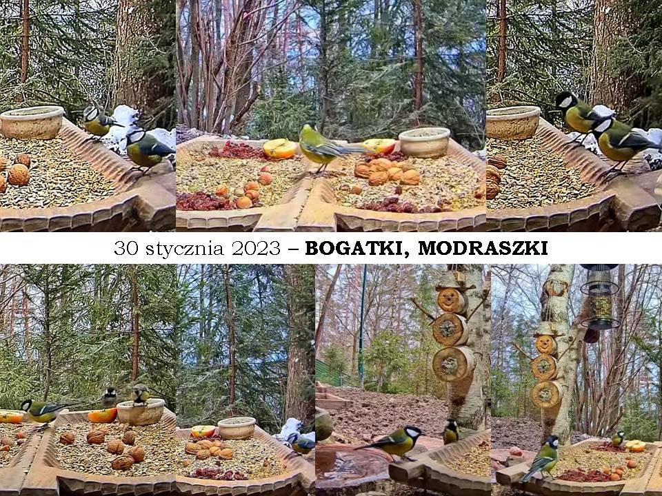 livebirdspoland_027c55d666dabd5bd0f17f4bfb4f80a4.jpg