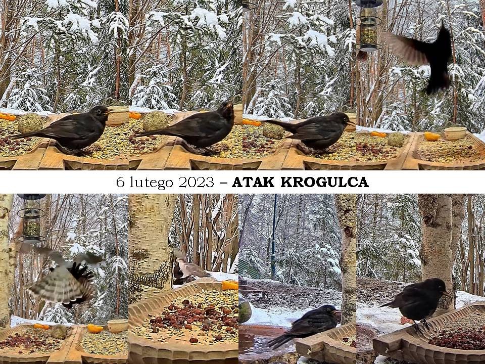 livebirdspoland_814d35693d633bf0080ad1edce2128ee.jpg