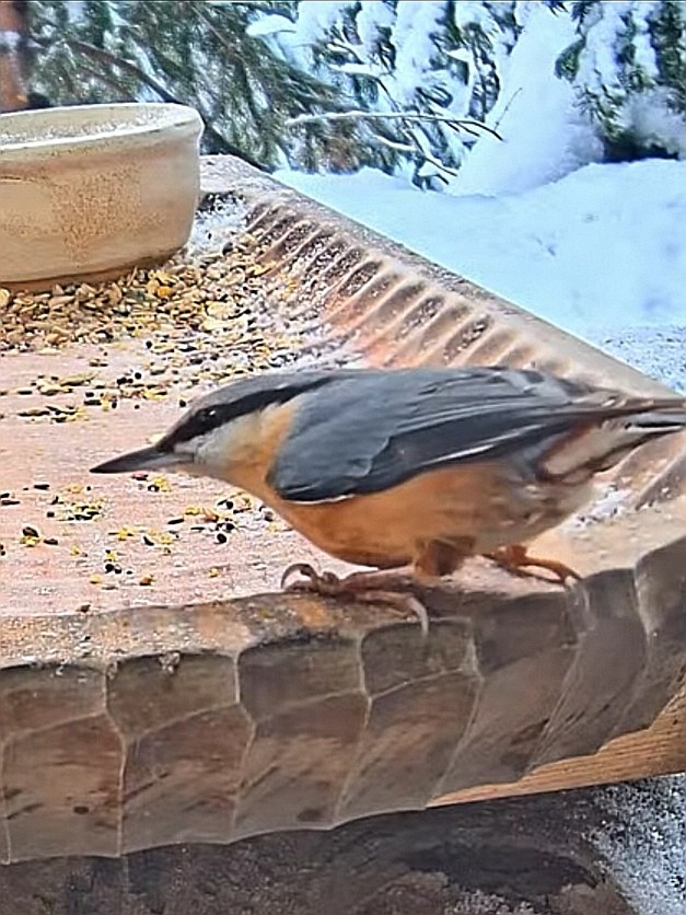 livebirdspoland_41f58131b0dd02e282e3dd2d4f02ae3f.jpg