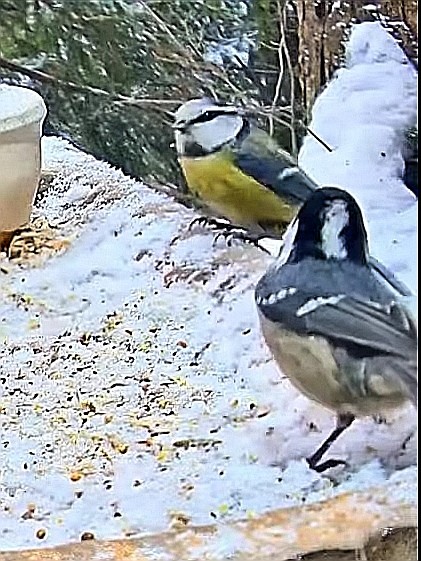 livebirdspoland_7f56aff35206ae118597e78e0990b0c3.jpg