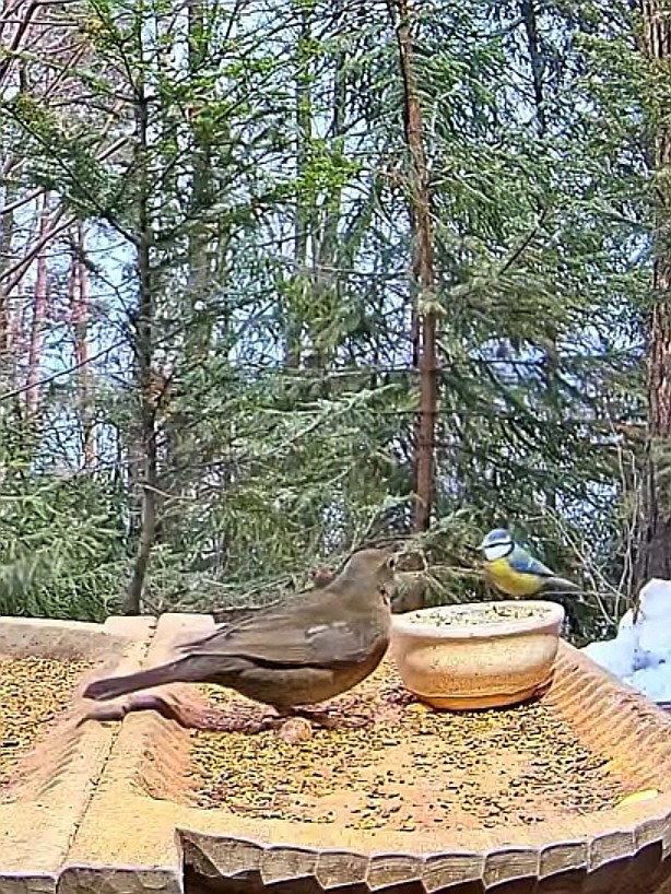 livebirdspoland_2c34b1d16b97f8827e84c68609b37c44.jpg